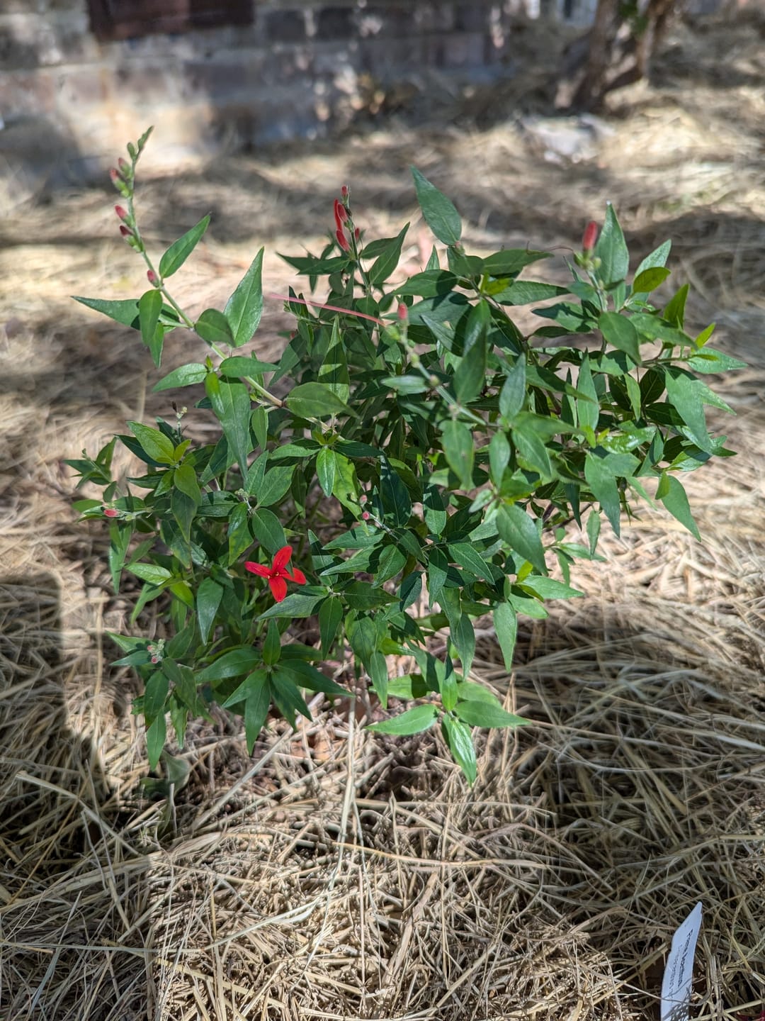 Customer photo review of Flame Acanthus