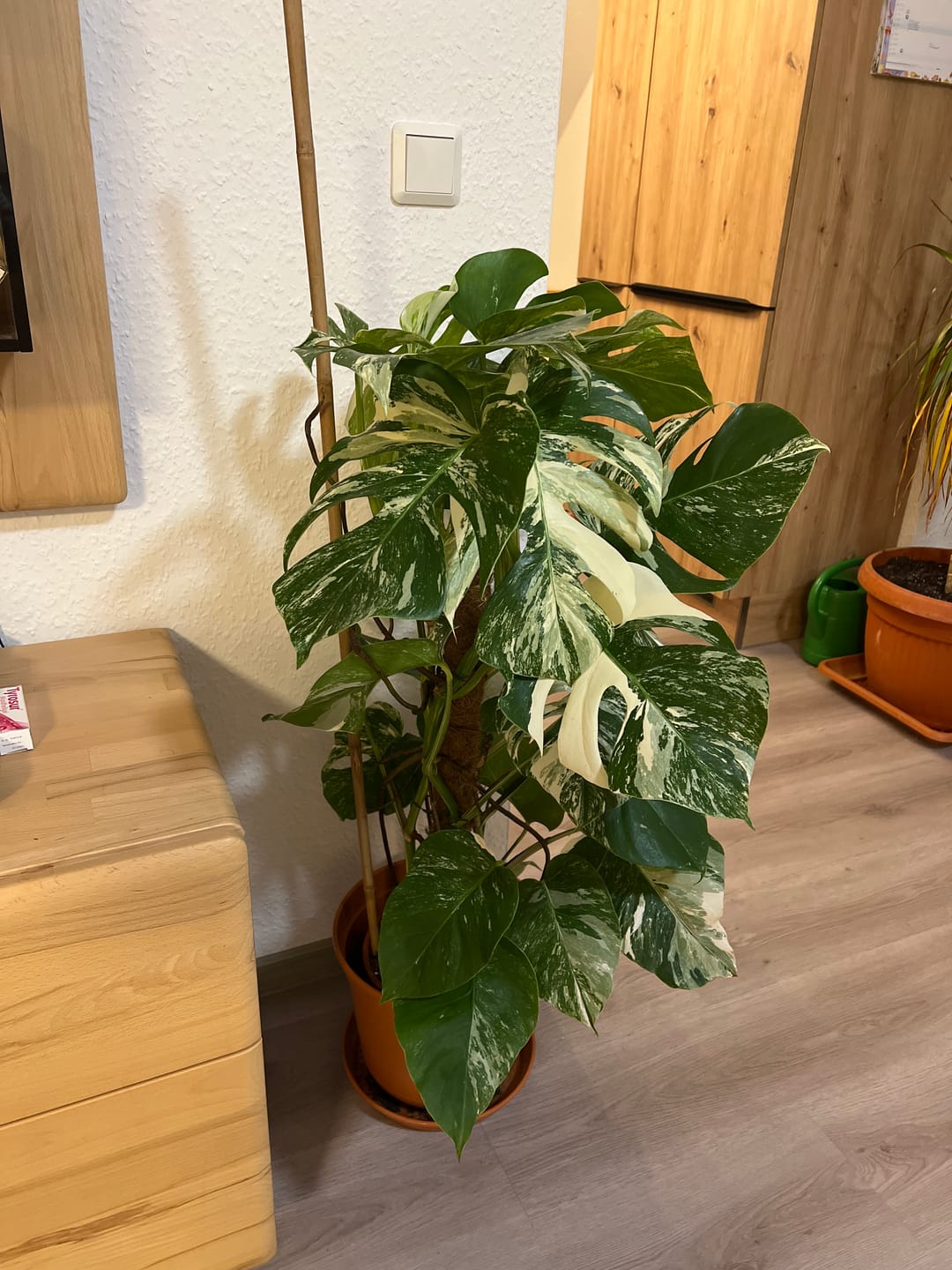 Customer photo review of Monstera Deliciosa Variegata