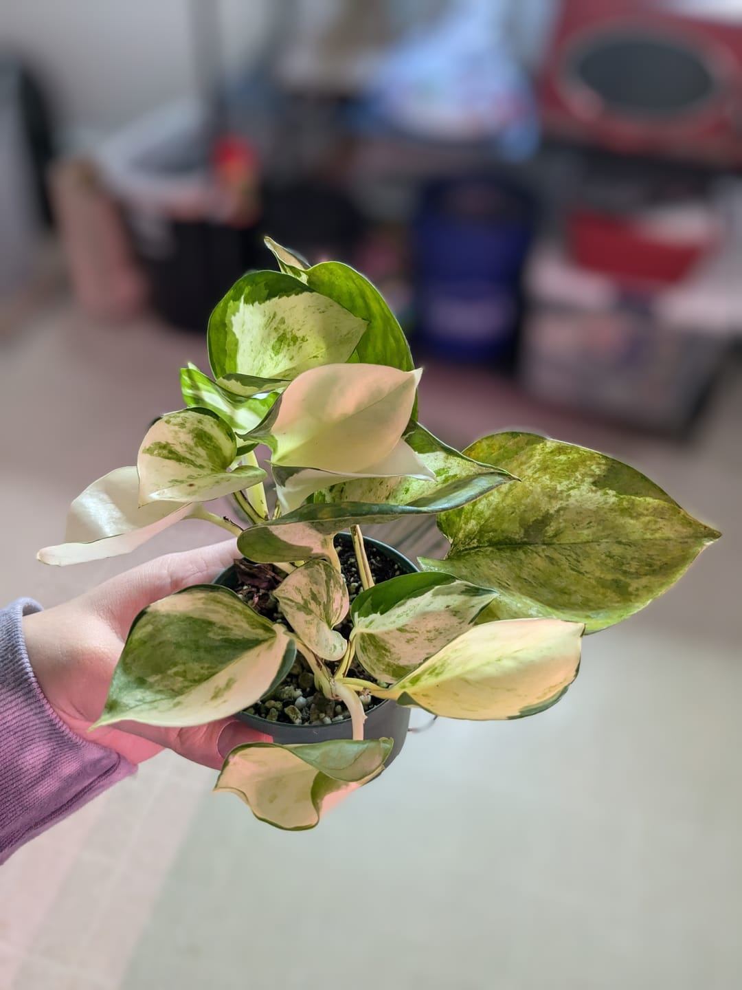 Customer photo review of Pothos Epipremnum aureum 'Manjula'