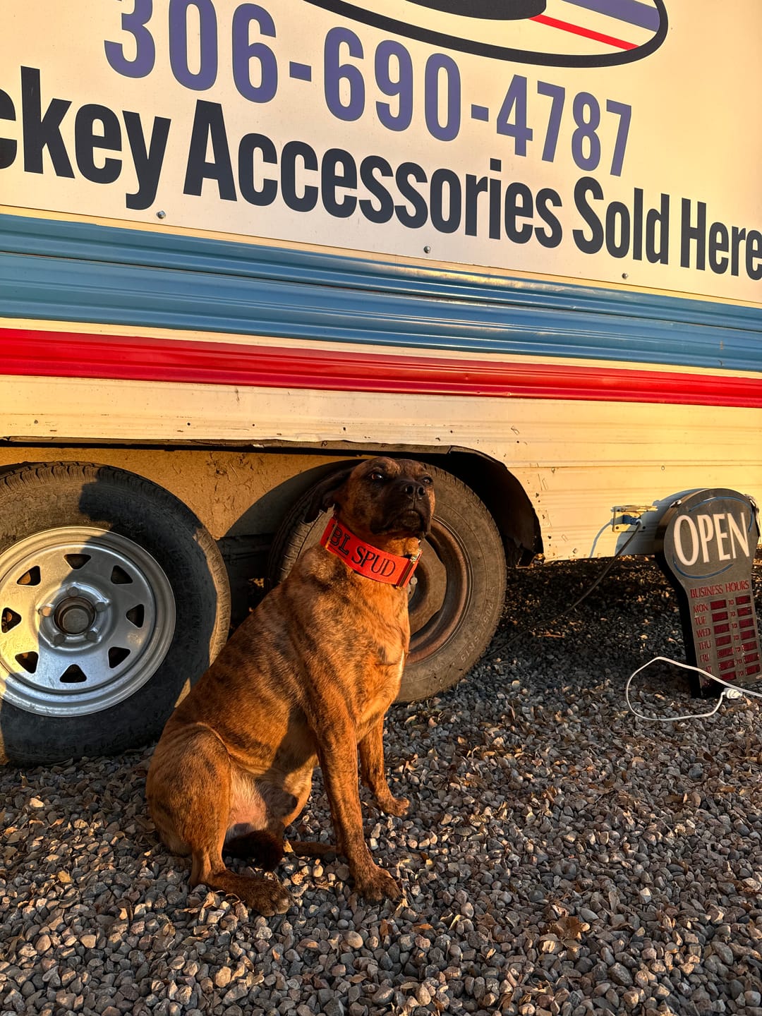 Customer photo review of 2" Tacti Luxe Dog Collar - Gold Cognac