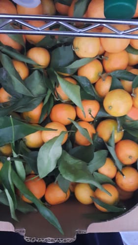 Denise D. review of Clémentines Bio - Origine Corse image 1 out of 1