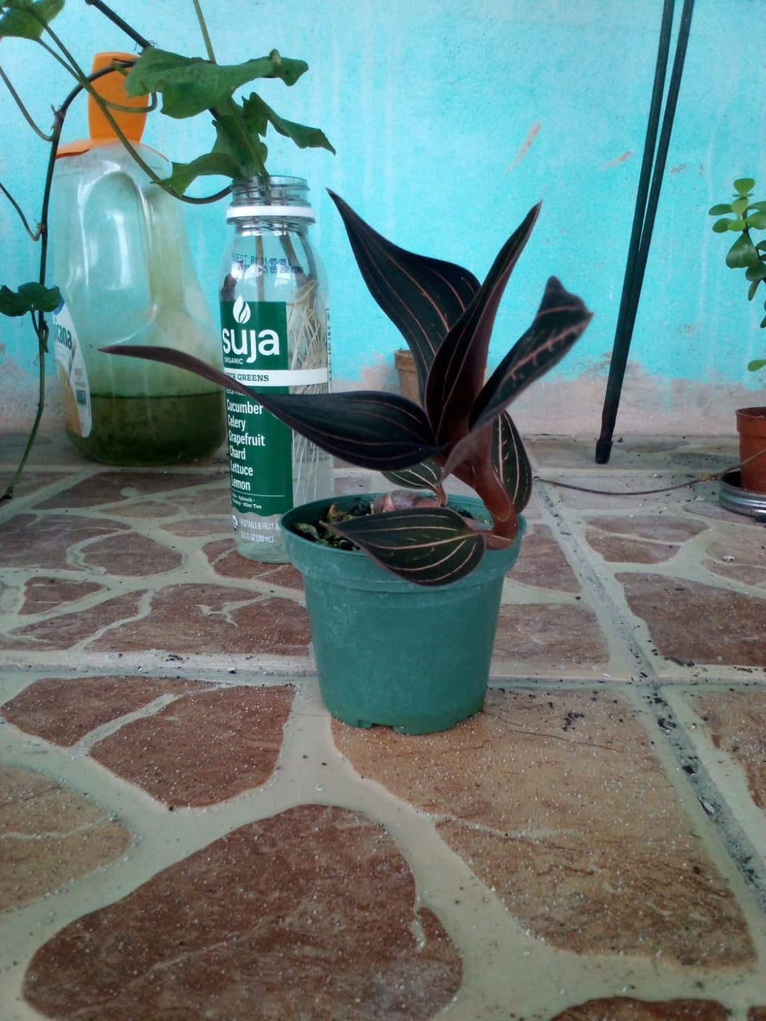 Customer photo review of Orchid Ludisia discolor