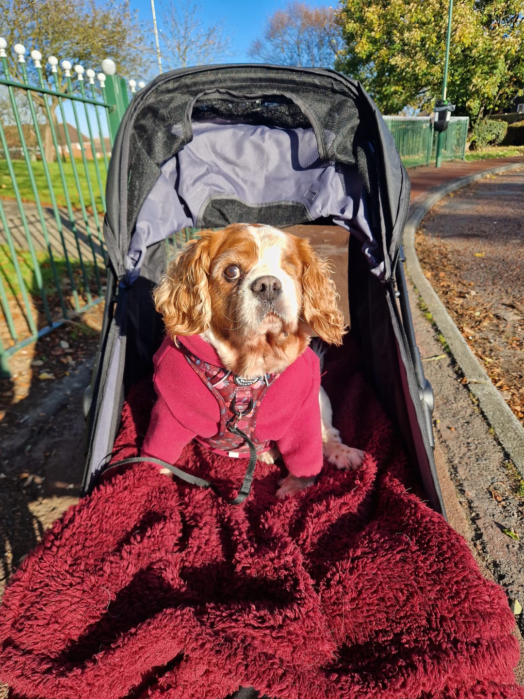 Customer photo review of Tough Trails™ Harness - Mable's Meadow