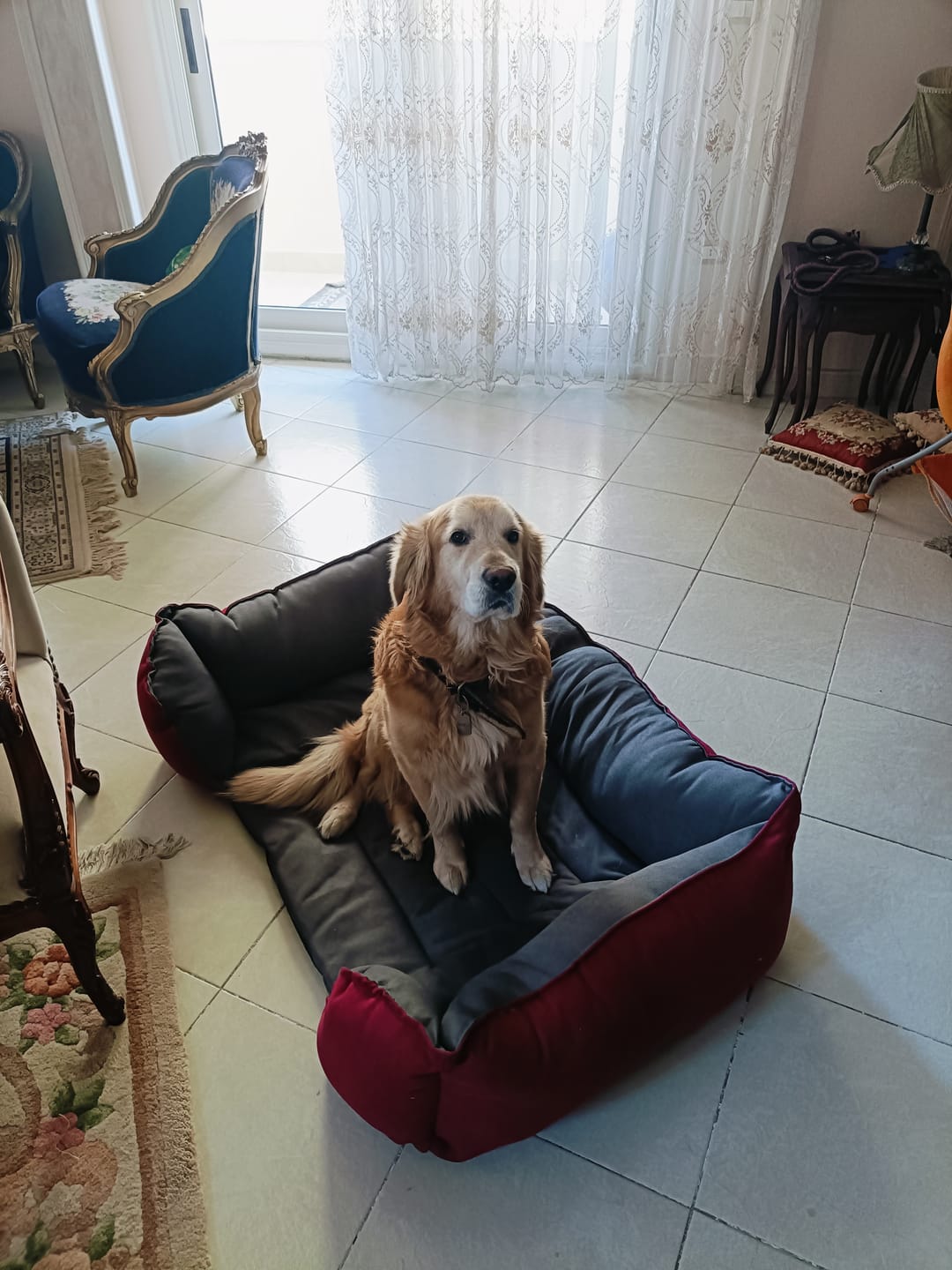 Customer photo review of Mike Pet Bed