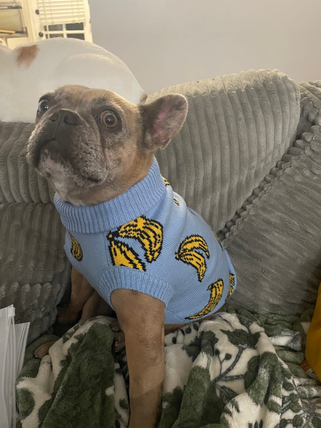 Customer photo review of Banana Knit Dog Sweater