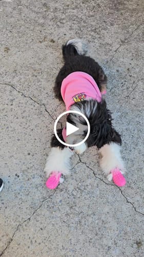 Customer video review of WagWarmers