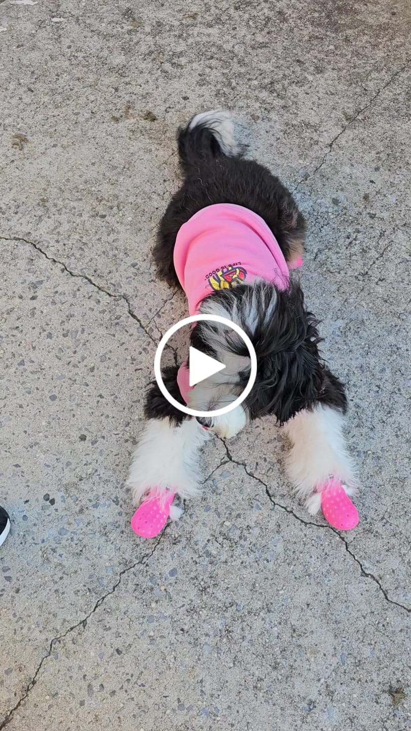Customer video review of WagWarmers