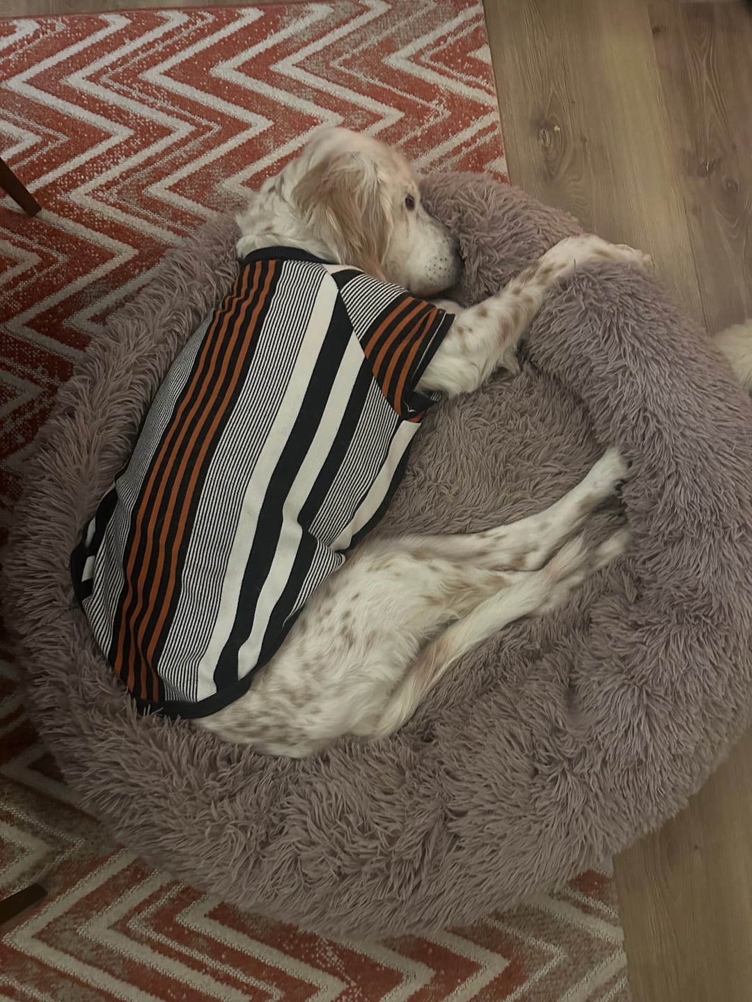 Customer photo review of Mellowpurr Huzurlu Paws Yatağı | Süper Yumuşak