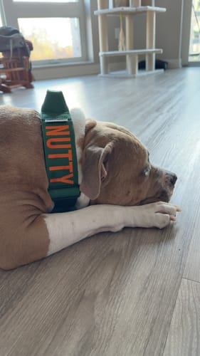 Customer photo review of Green Bully Proof Collar