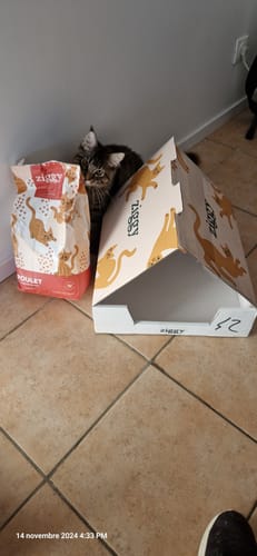 Avis photo d'un client sur Coffret Découverte Chaton - 1kg Croquettes + 8 Pâtées + 3 probiotiques