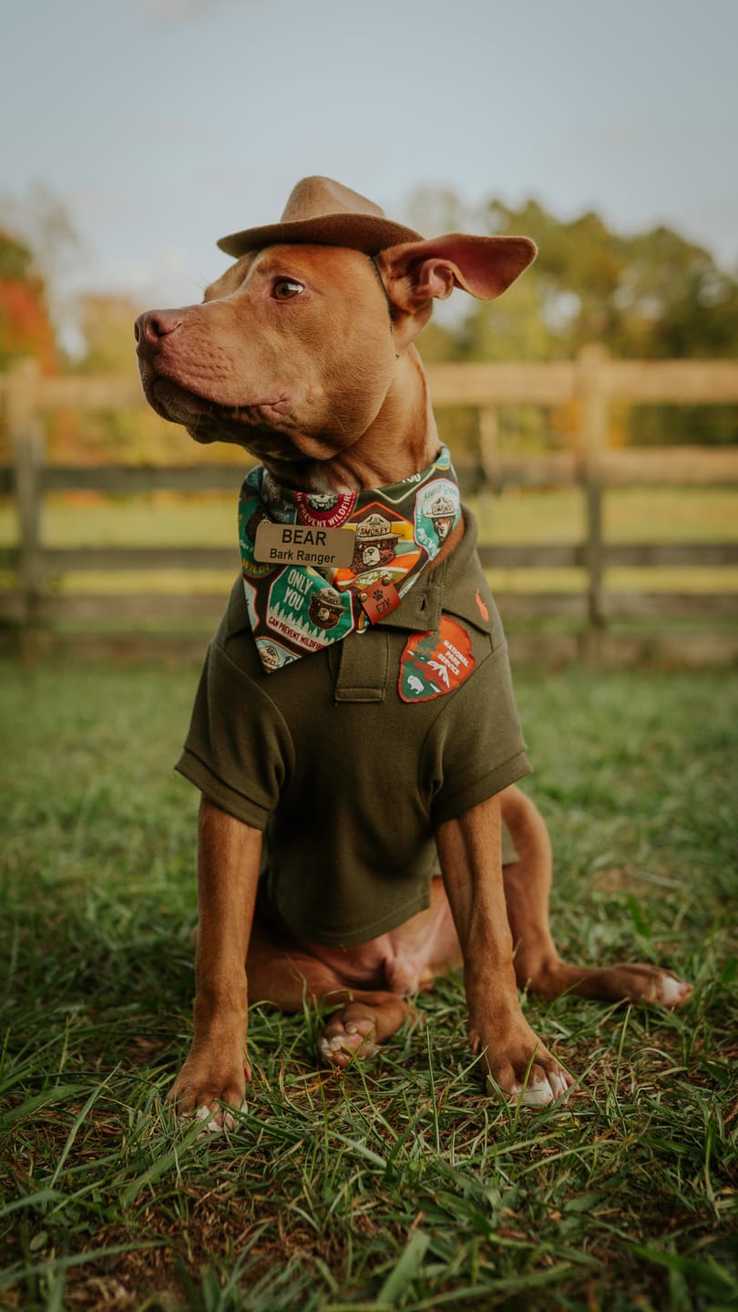 Customer photo review of Polo Ralph Lauren Cotton-Mesh Dog Polo Shirt