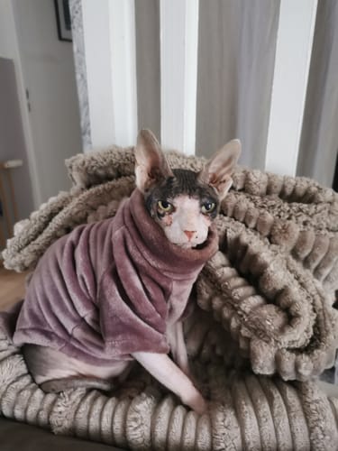 Avis photo d'un client sur Croquettes Chat Stérilisé Sans Céréales - Saumon