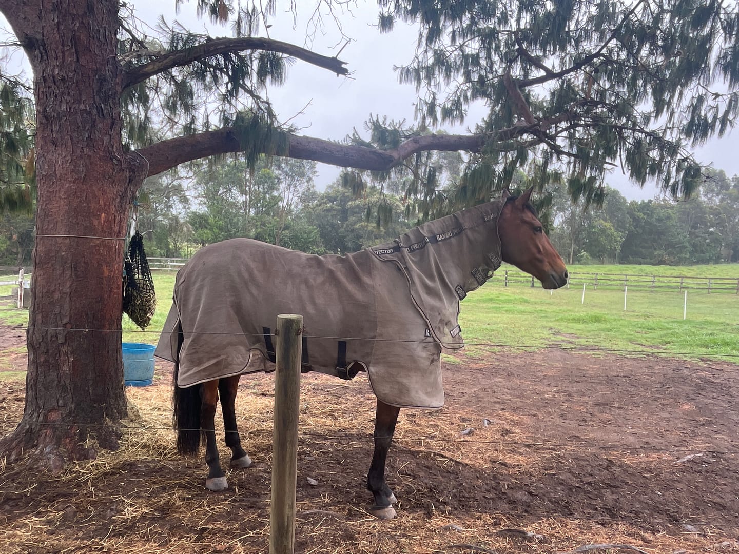 Customer photo review of Rambo Protector Plus Fly Rug