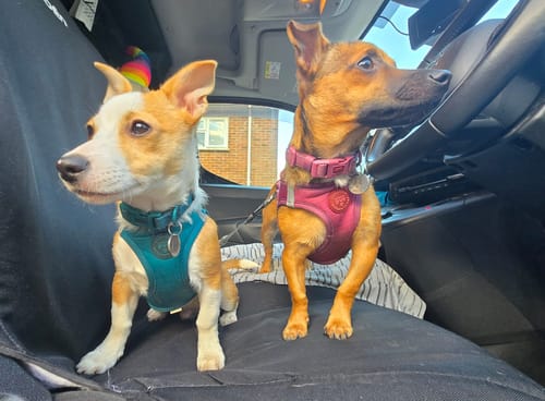Customer photo review of Pawsome Pup Collar and Lead Set - Burgundy