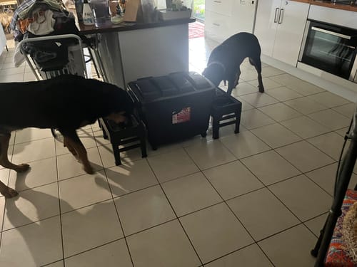 Customer photo review of PaWz Elevated Pet Feeder with Steel Non-Slip Bowl