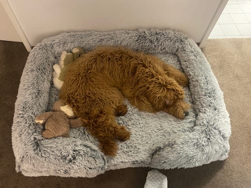 Customer photo review of PaWz Premium Pet Orthopaedic Bed