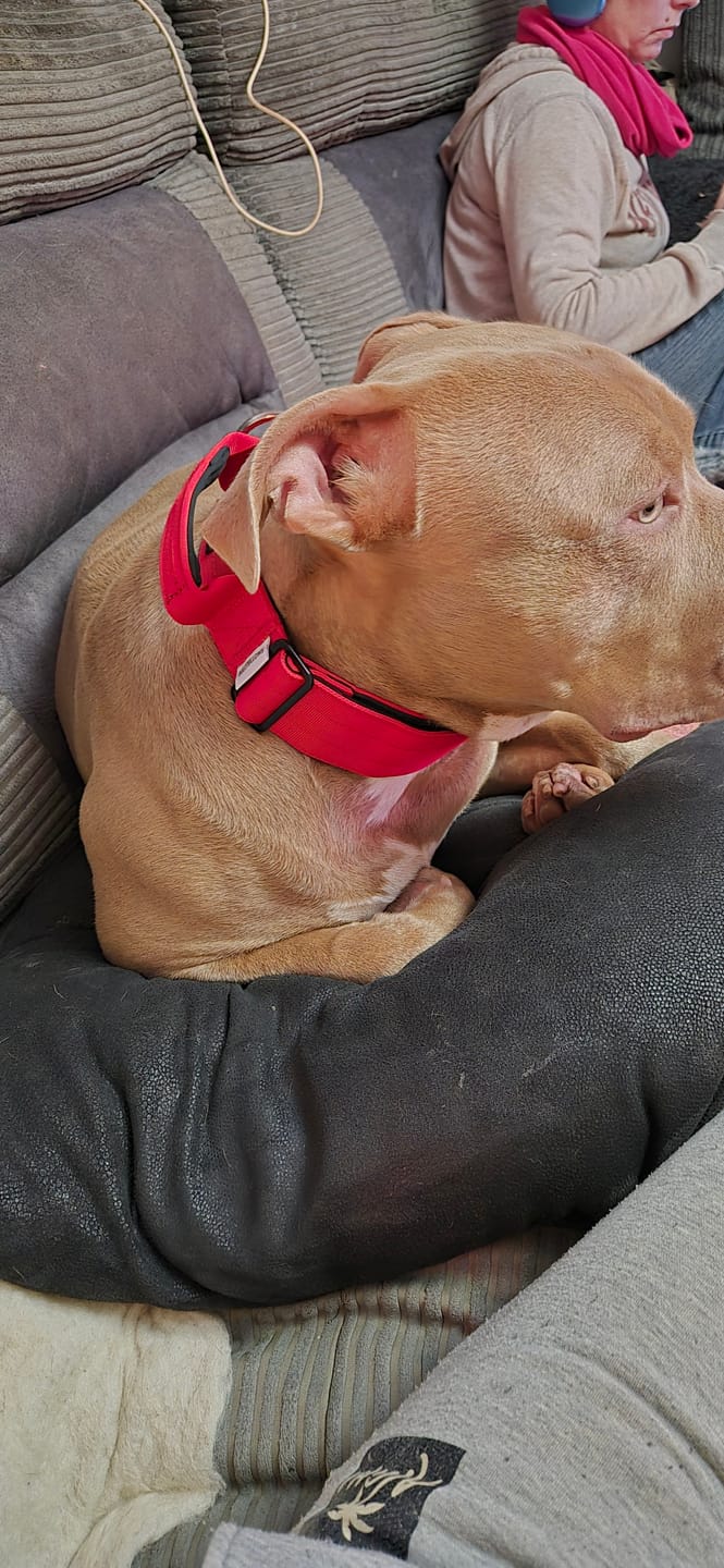 Customer photo review of 5cm Combat® Collar | With Handle & Secure Clip - Red