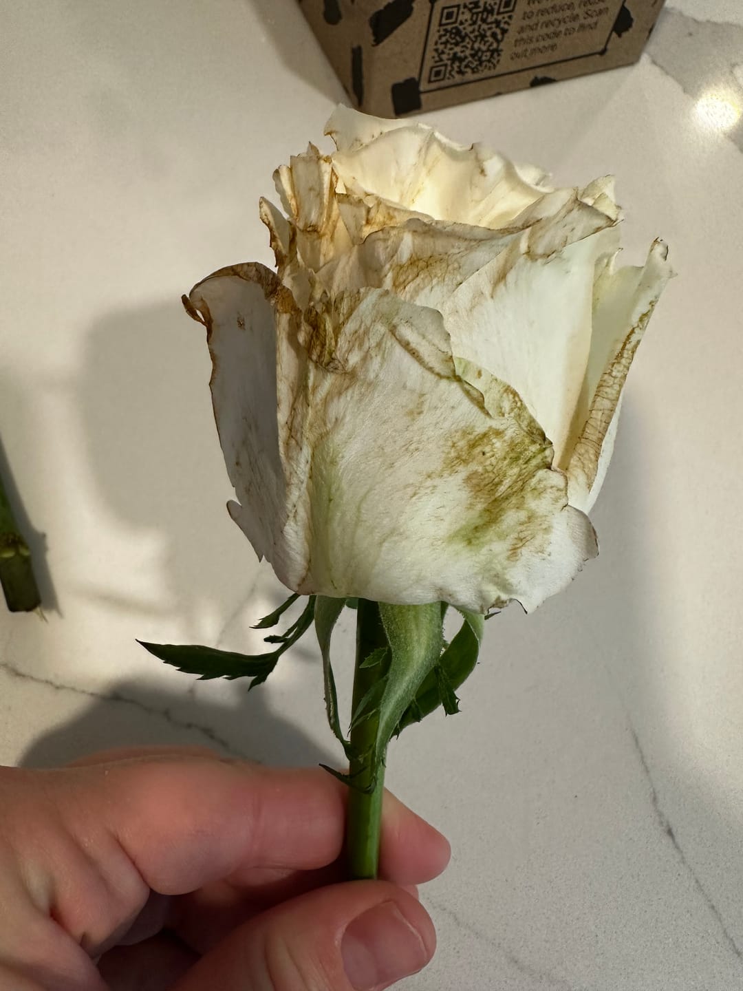 Customer photo review of Playa Blanca Rose