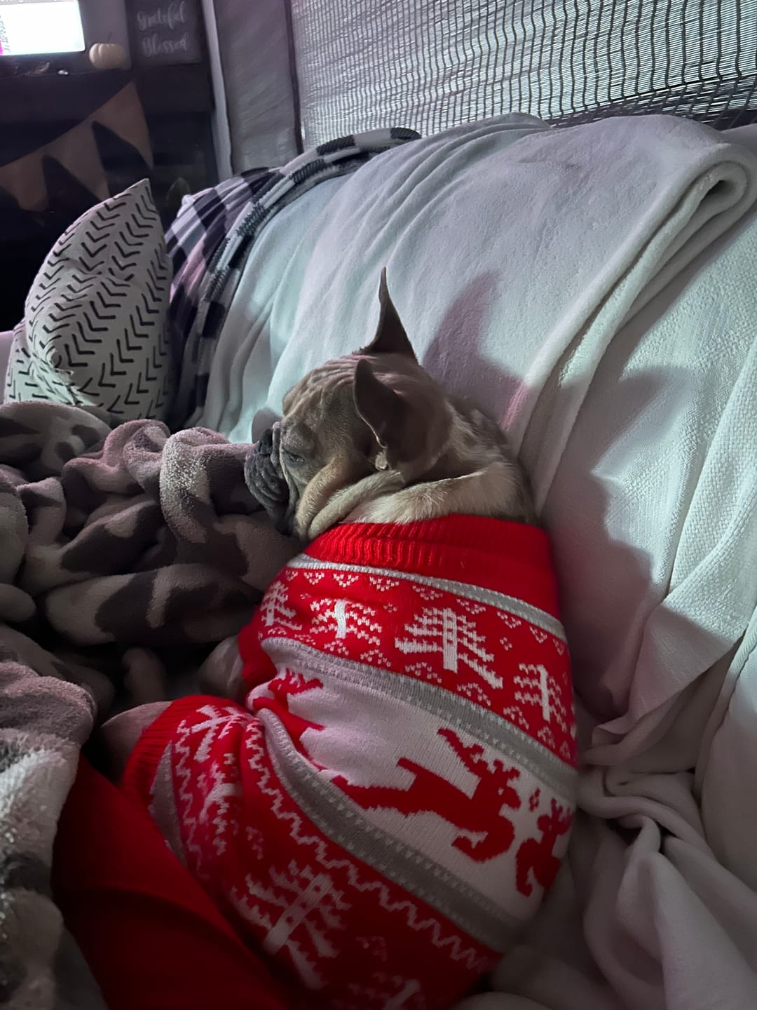 Customer photo review of Christmas Dog Knit Sweater