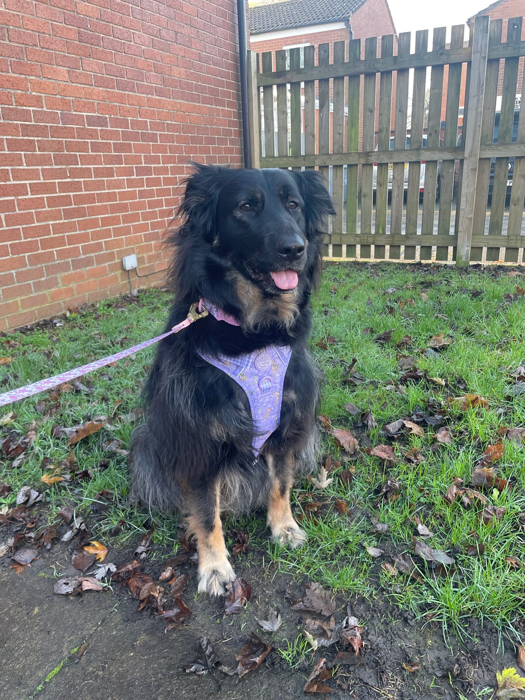 Customer photo review of Disney© Tough Trails™ Harness - Bambi + Friends Lilac