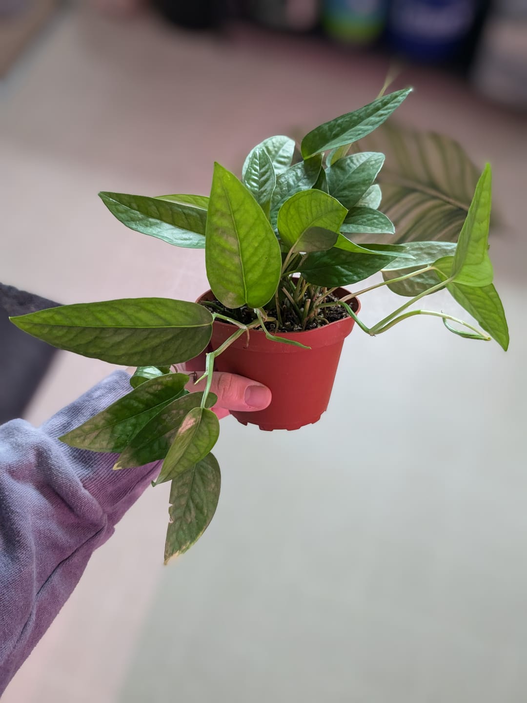 Customer photo review of Pothos Epipremnum pinnatum 'Cebu Blue'