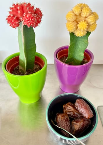 Customer photo review of Soft Rutab Medjool Dates