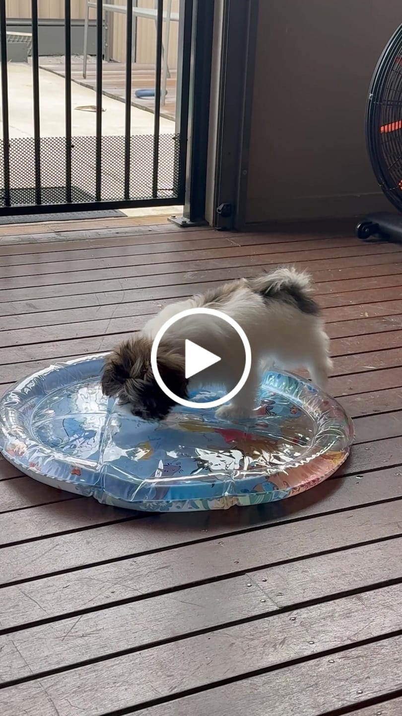 Customer video review of Upgraded Thickness Pet Cooling Water Bed