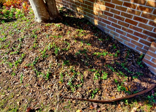 Customer photo review of Vinca Minor Bowles 50 count Flat