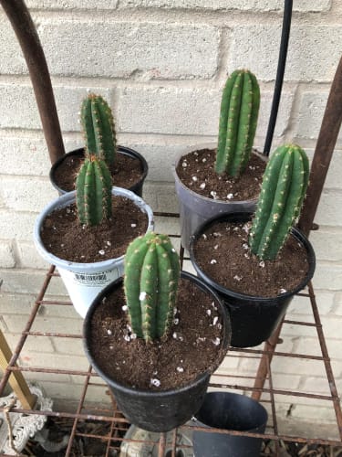 Customer photo review of Trichocereus Pachanoi | Non-PC San Pedro Cactus