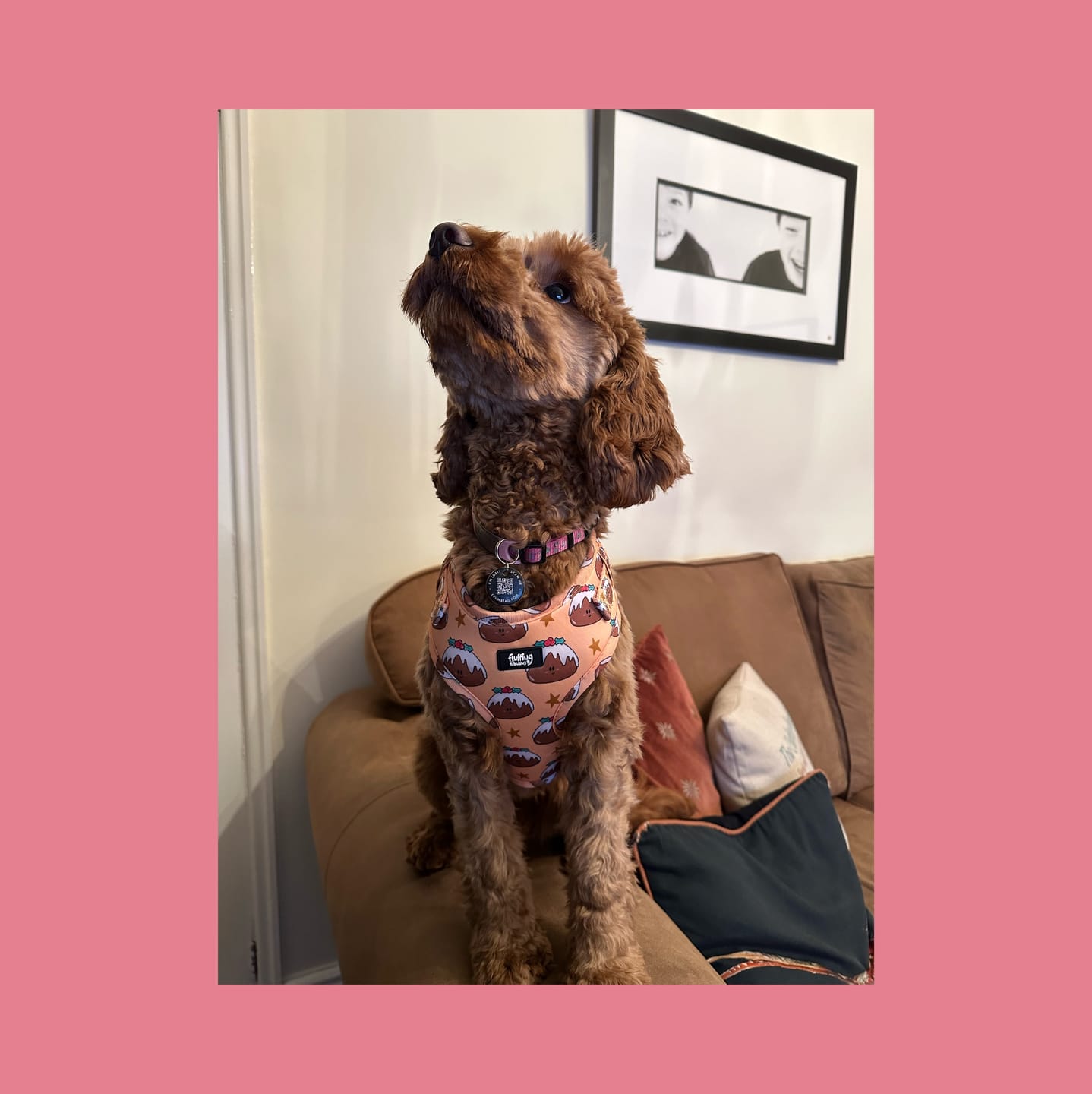 Customer photo review of Adjustable Dog Harness - All Good In The Pud
