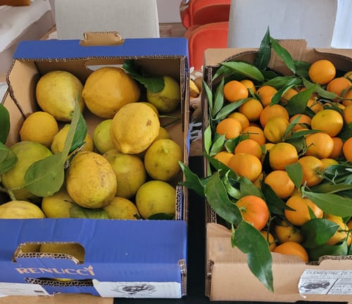 Sylvie T. review of Clémentines Bio - Origine Corse image 1 out of 1