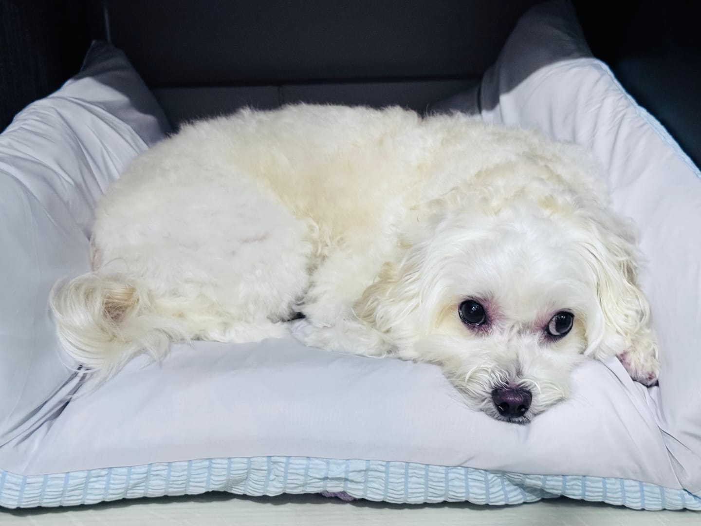 Customer photo review of Cooling Blanket