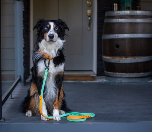 Customer photo review of Biothane Traffic Handle Dog Leash