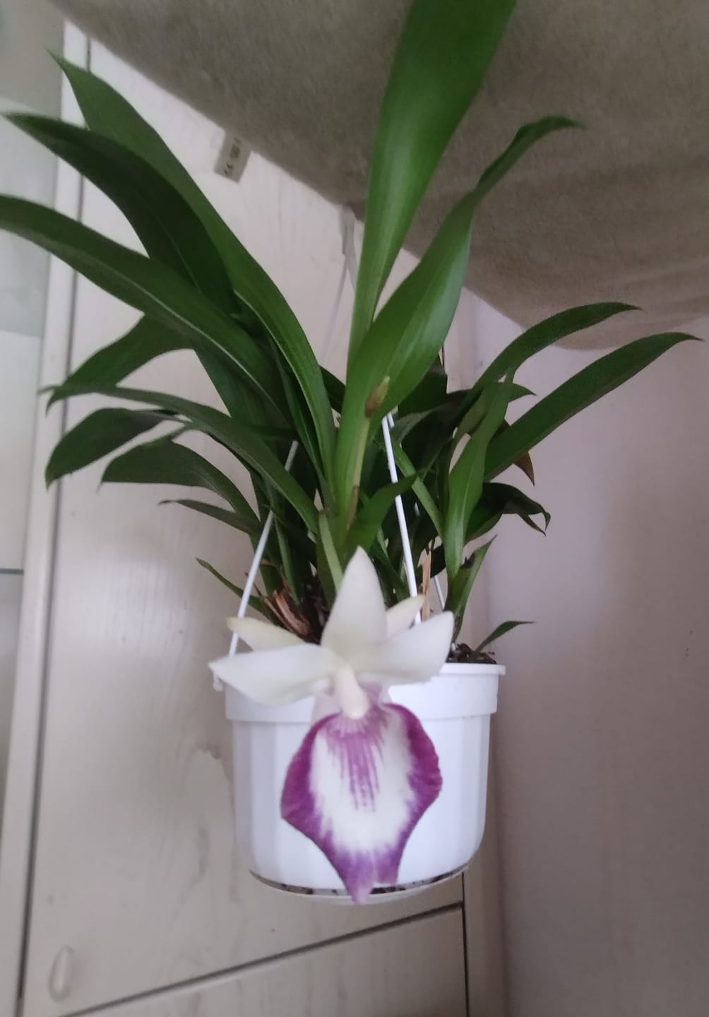 Customer photo review of Cochleanthes im Ampeltopf in versch. Farben