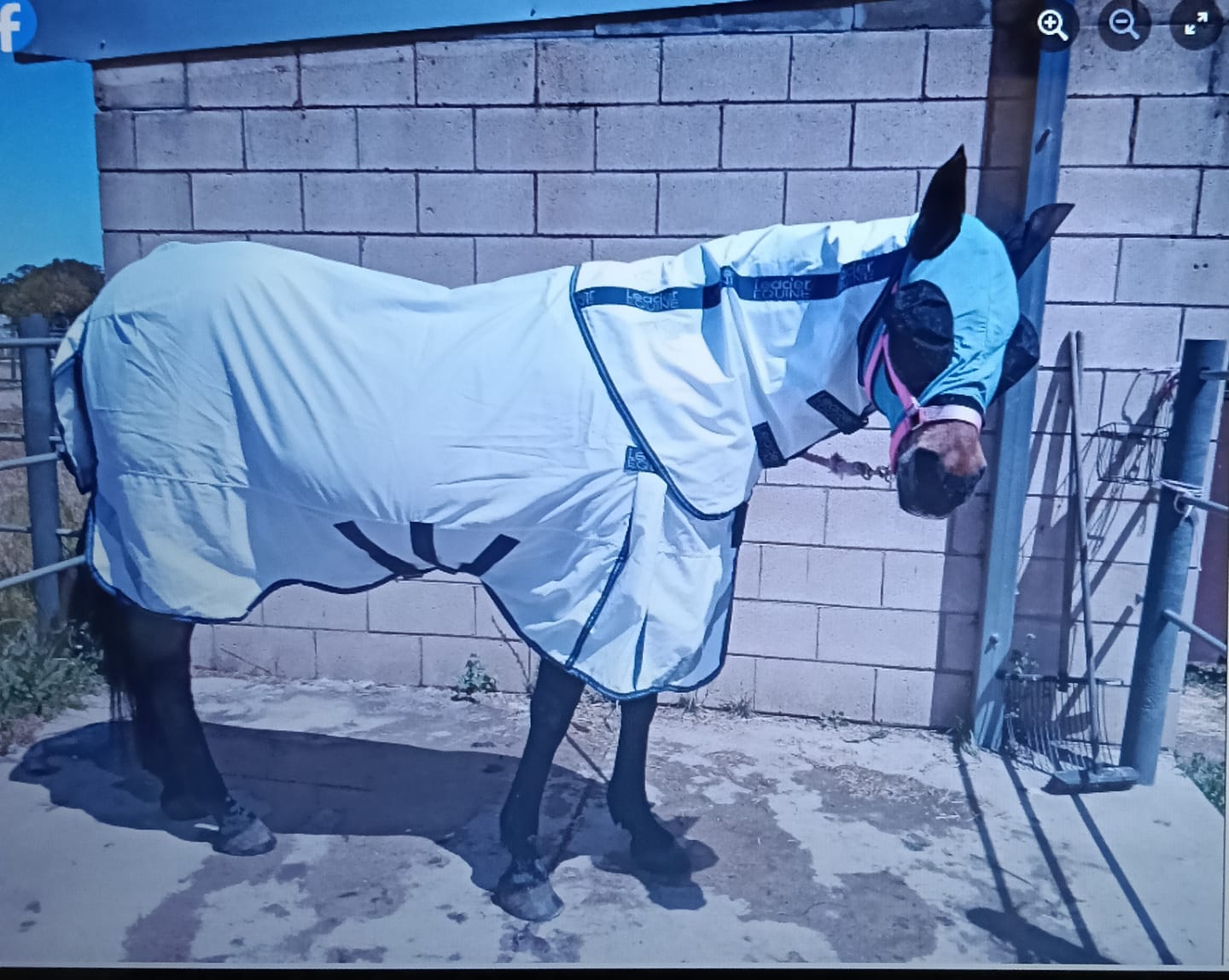 Customer photo review of LE Fieldsafe Summer Sheet