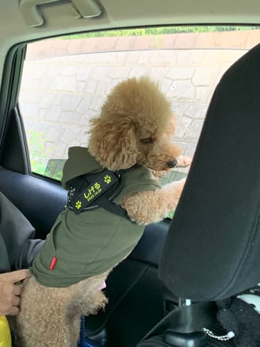 Customer photo review of FunFunPet 高機能ハーネス（お名前タグ作成サービス付き）