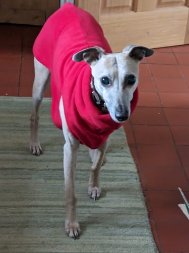 Customer photo review of Sighthound Sleeveless Fleece Sweater / Pullover / Jumper / Pyjamas