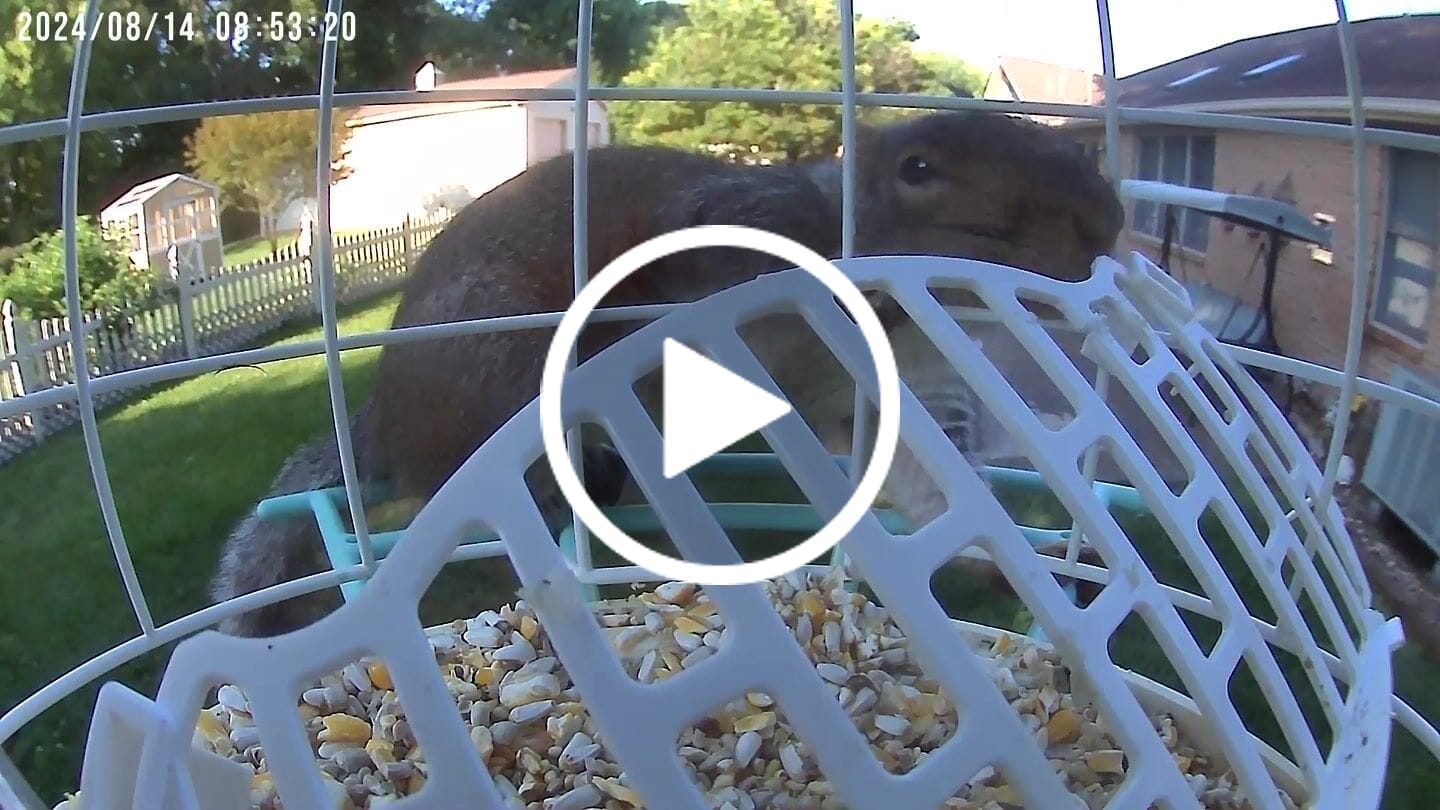 Customer video review of Birdfy Bird Seed Guard