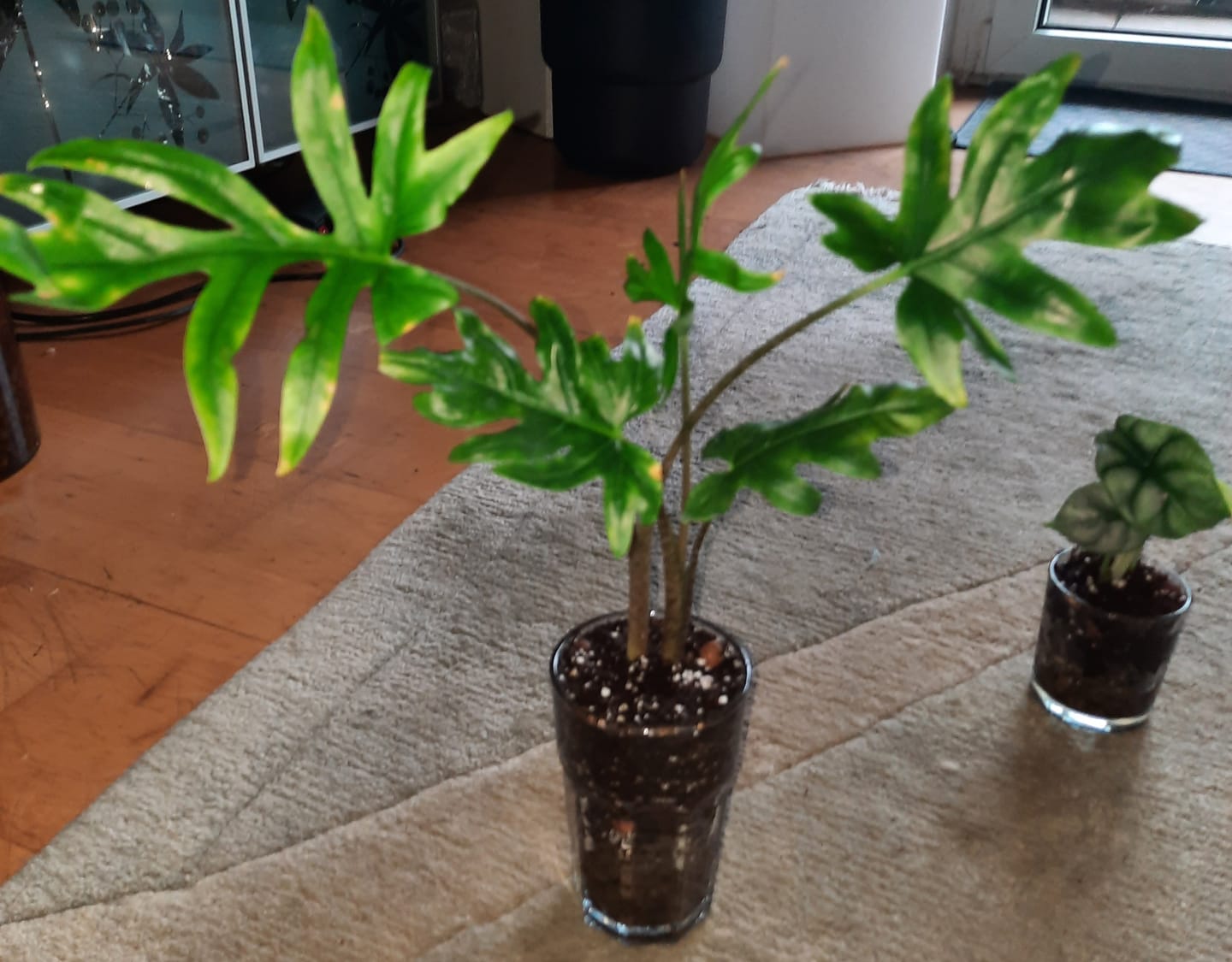 Customer photo review of ALOCASIA BRANCIFOLIA PINK PASSION