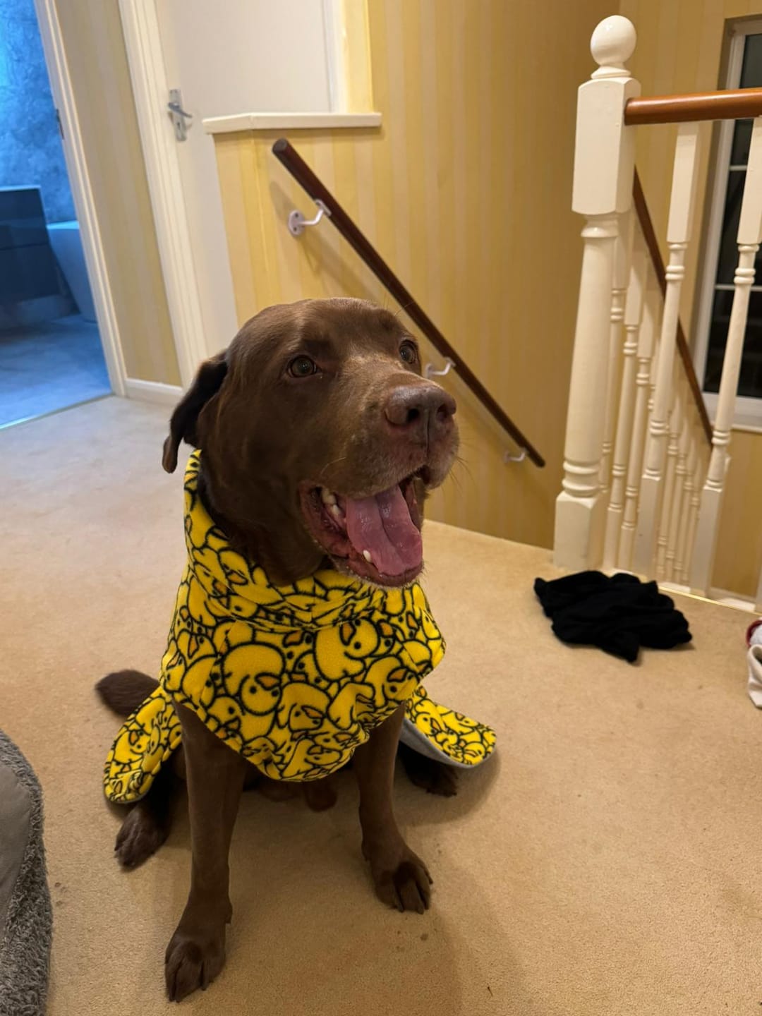 Customer photo review of Yellow Ducks Anti Pill Polar Fleece Fabric
