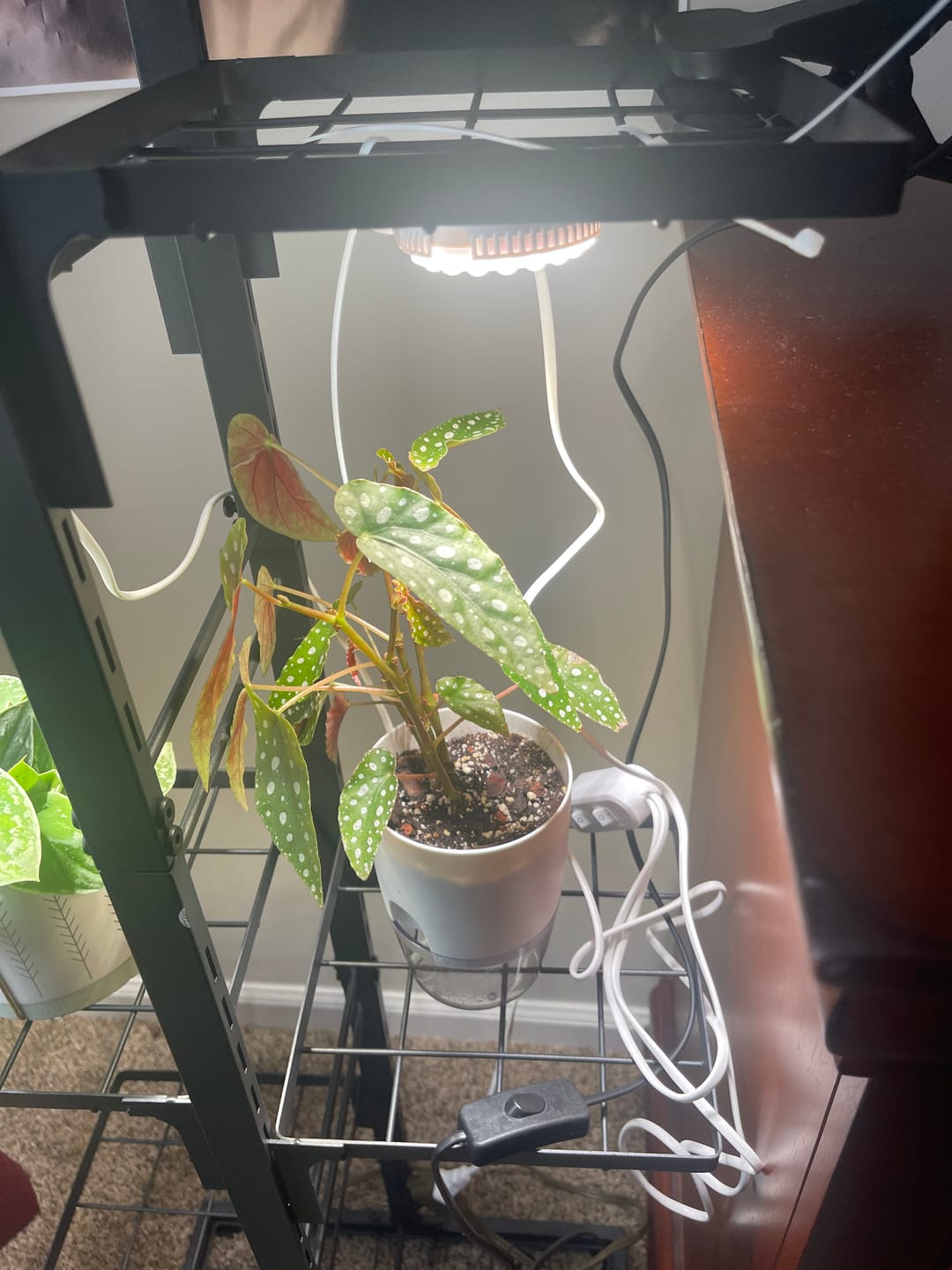 Customer photo review of Begonia maculata