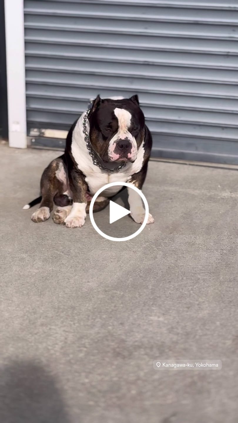 Customer video review of THE ROLLA