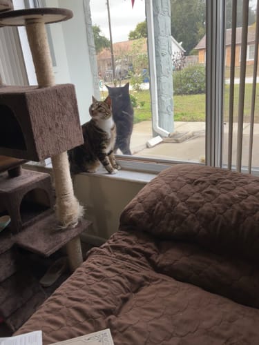 Customer photo review of GCP All Natural Flea, Tick and Mosquito Deterrent for Cats - 100 Soft Chews 10.00% Off Auto renew