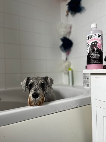 Customer photo review of 3 in 1 Raspberry & Lemon Dog Shampoo, Conditioner & Detangler