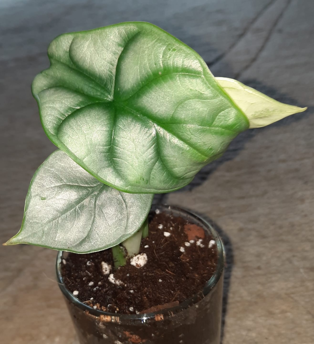 Customer photo review of ALOCASIA SILVER DRAGON