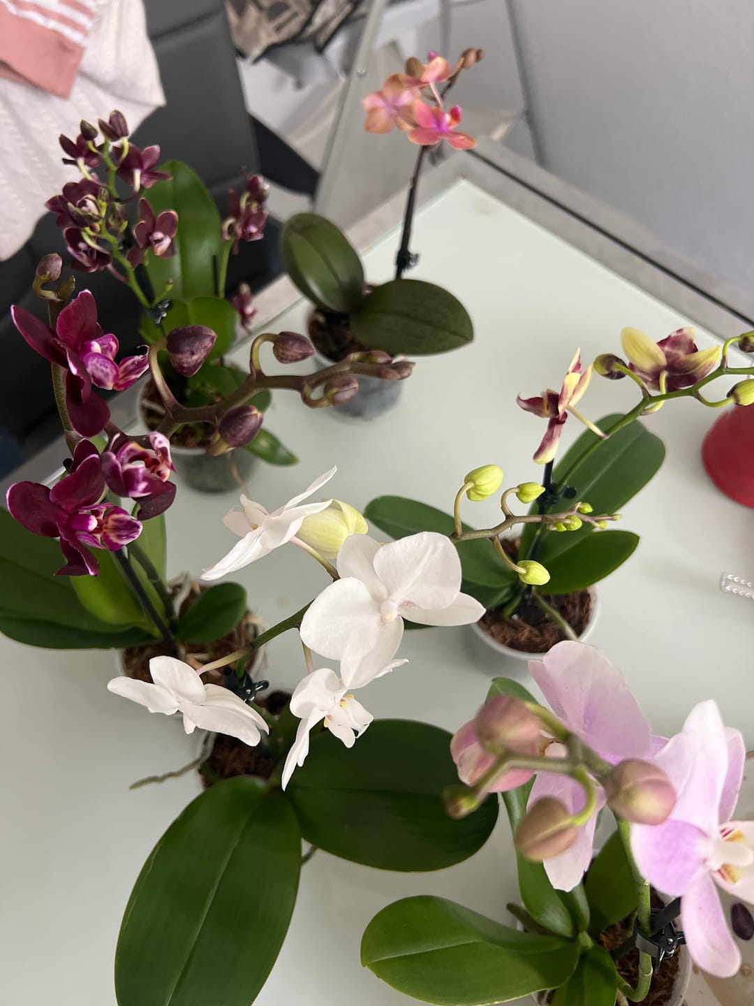 Customer photo review of Table Dance Farbmix im 6er Set mit 1 Rispe