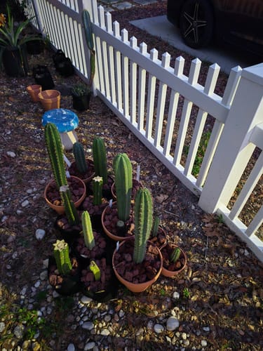Customer photo review of Trichocereus Peruvianus | Peruvian Torch Cactus