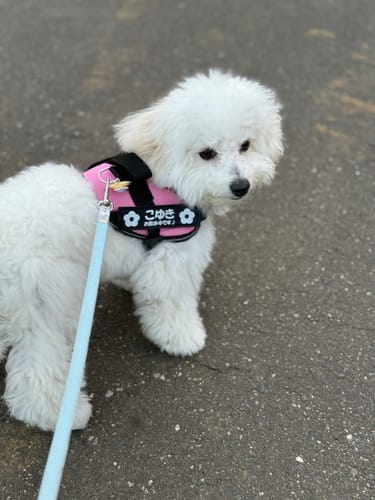 Customer photo review of FunFunPet 高機能ハーネス（お名前タグ作成サービス付き）