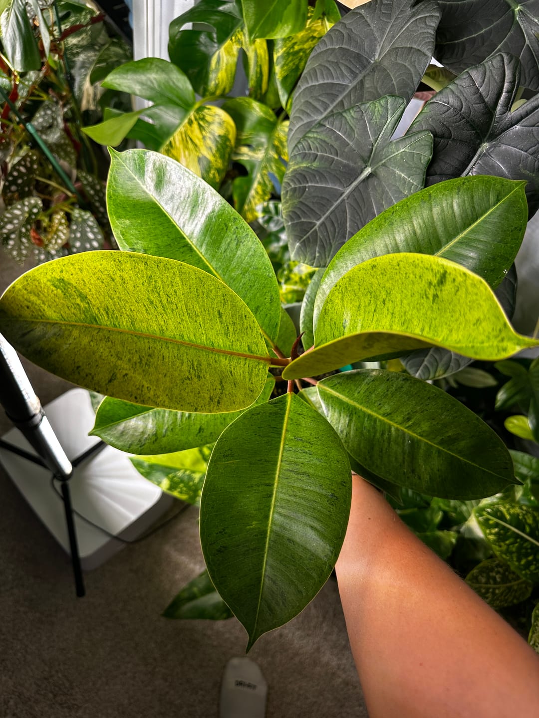 Customer photo review of Ficus elastica 'Shivereana'
