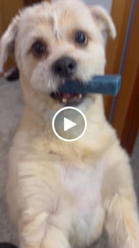 Customer video review of MIX FLAVORED (strawberry, banana, mint, & blueberry): A PACK OF 4 STICKS